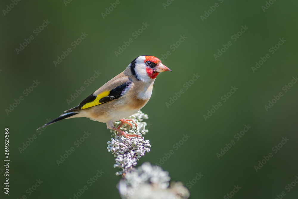Poster a side profile portrait of a goldfinch perched on a branch and looking to the right