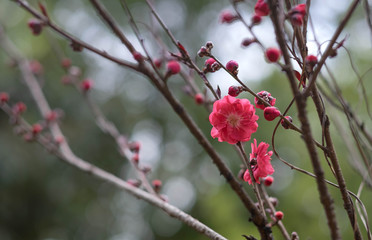 Pink plum blossom is blooming in the park.