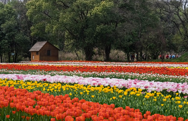 Landscape of  tulips field at Wuhan Botanic garden.