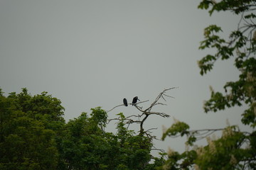 pair of real wild birds on the top of old tree