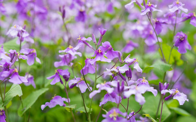 Purple flower is blooming in the part of the Bitanic garden,