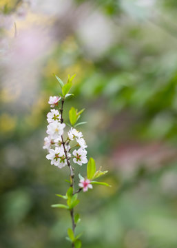 flower is blooming in the part of the Bitanic garden,