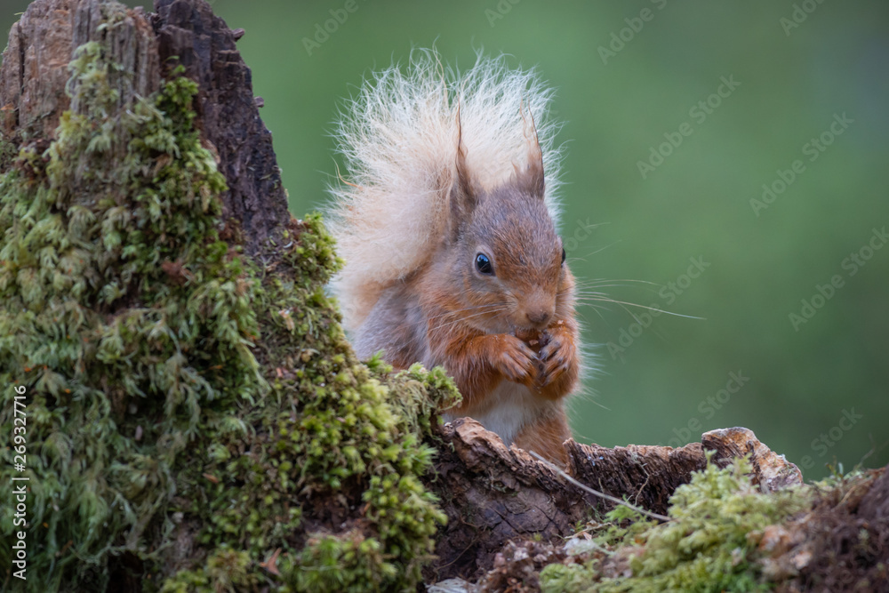 Aufkleber A front portrait image of a red squirrel with a bushy tail sitting on an old lichen covered tree stump eating a hazelnut