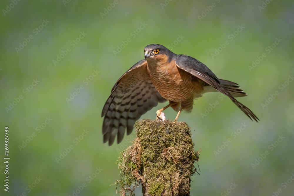 Poster A sparrowhawk perched on top of an old lichen covered stump forms a mantle over its prey. Against a plain background and copy space around