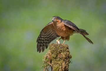 A sparrowhawk perched on top of an old lichen covered stump forms a mantle over its prey. Against a plain background and copy space around
