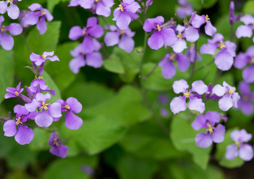 Purple flower is blooming in the part of the Bitanic garden,