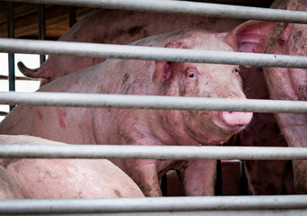 Pigs in truck transport from farm to slaughterhouse. Meat industry. Animal meat market. Animals rights concept. Pig suffering during delivery to pork processing factory. Swine flu (H1N1 virus)carrier.