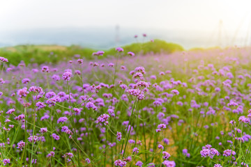 Violet verbena flowers on blurred background with sunshine in the morning