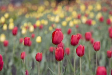 A group of yellow and red tulips on a blurred green background with bokeh light