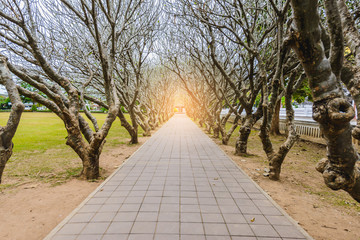 Tunnel of dry Plumeria Tree or Frangipani tree with walking way