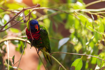 Parrot Lori Loriinae sits on a branch in an aviary for parrots at the zoo in Israel