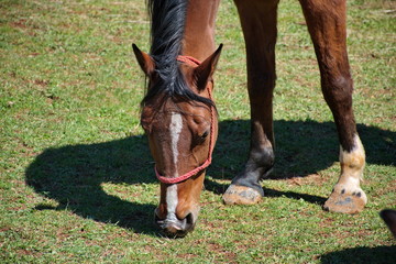 Horse grazing near the stable