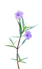 Colorful waterkanon or ruellia tuberosa blooming isolated on white background with clipping path , two purple flowers with green stem and leaves