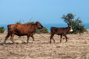 Cow mother and her little calf on pasture on seaside background in clear late summer day