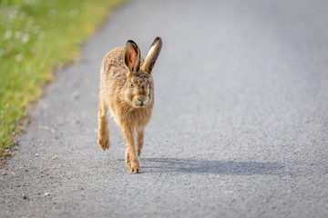 wild hare running on country lane