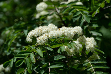 Flowering rowan tree on a bright sunny day close up