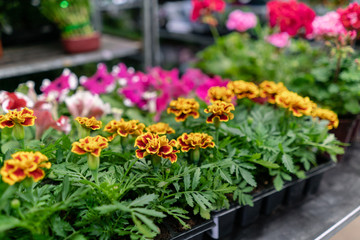 Fototapeta na wymiar Many different plants in flower pots in flowers store. Garden center and wholesale supplier concept. Green background. Lots of leaves.