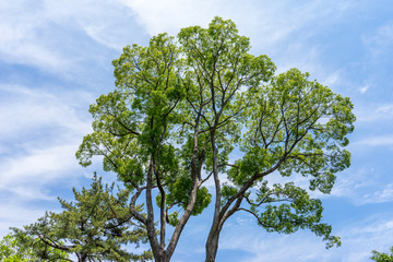 Fototapeta premium 初夏の公園の緑
