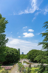 初夏の公園の緑