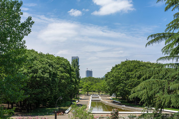 初夏の公園の緑