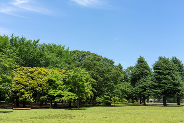 初夏の公園の緑