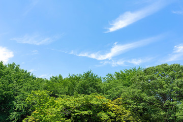 初夏の公園の緑