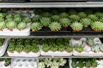 Garden center and wholesale supplier concept. Many different cacti in flower pots in flowers store...