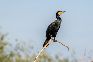 Great Cormorant or Phalacrocorax carbo in nature