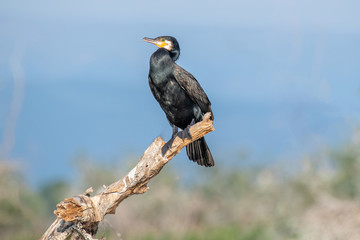 Great Cormorant or Phalacrocorax carbo in nature