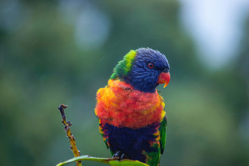 Close up of Multicolored Rainbow Lorikeet parrot Trichoglossus haematodus. This is a species of birds that is native to Australia