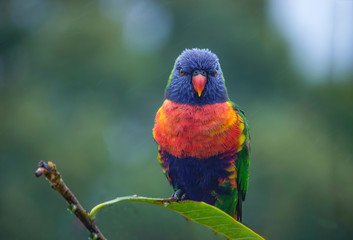 Close up of Multicolored Rainbow Lorikeet parrot Trichoglossus haematodus