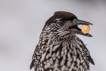 Spotted Nutcracker (Nucifraga caryocatactes) in winter forest.