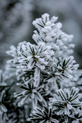 Frost covered juniper branch on winter day