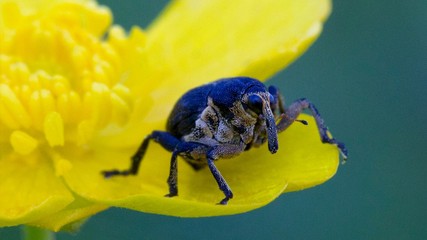 The weevil (billbug) sits on a flower