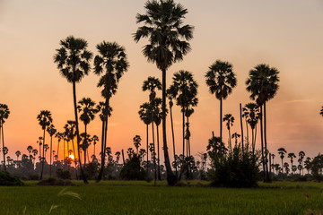 Rice field with sugar palm Sunset in pathum thani , Thailand