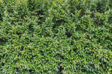 Fototapeta na wymiar A cotoneaster bush for hedges with green young fresh leaves and buds in a park in summer