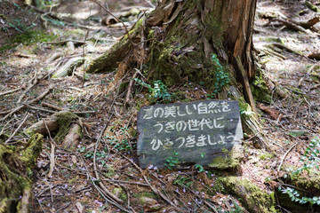suicide forest