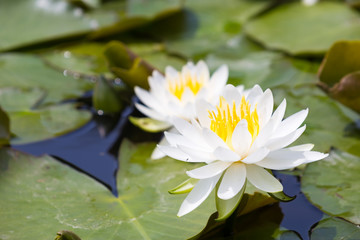 Chiba, Japan, 05/05/2019 , Chiba minato park, lotus flowers on the pond.