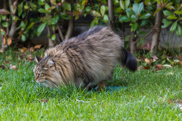 Furry cat of livesrtock in relax in a garden, purebred siberian pet. Hypoallergenic animal