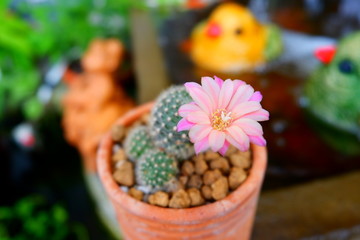 rebutia cactus