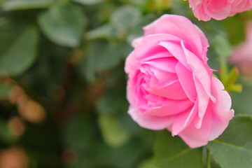 ピンク色の薔薇の花	