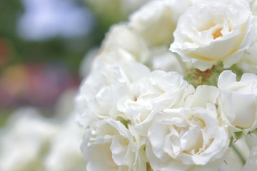 Obraz na płótnie Canvas たくさんの白い薔薇の花