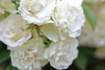 たくさんの白い薔薇の花	
