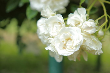 Obraz na płótnie Canvas たくさんの白い薔薇の花 