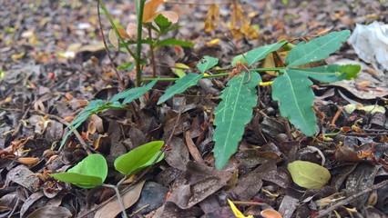 autumn leaves on the ground