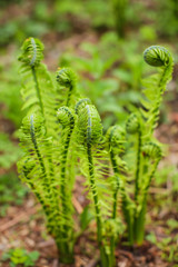 Beautyful young ferns leaves green foliage growing in spring forest. natural floral fern background