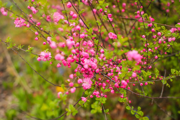 sakura, beautiful cherry blossom in springtime. Close up spring Pink cherry flowers background