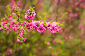 sakura, beautiful cherry blossom in springtime. Close up spring Pink cherry flowers background.