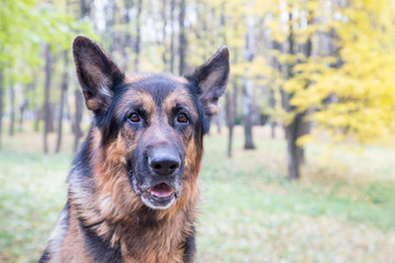Dog German Shepherd outdoors in an autumn
