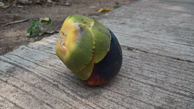 melon on wooden table